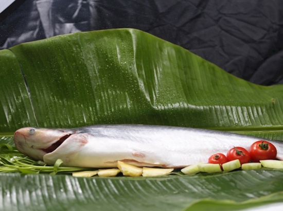CÁ TRA WR (NGUYÊN CON CÒN ĐẦU BỎ NỘI TẠNG)
